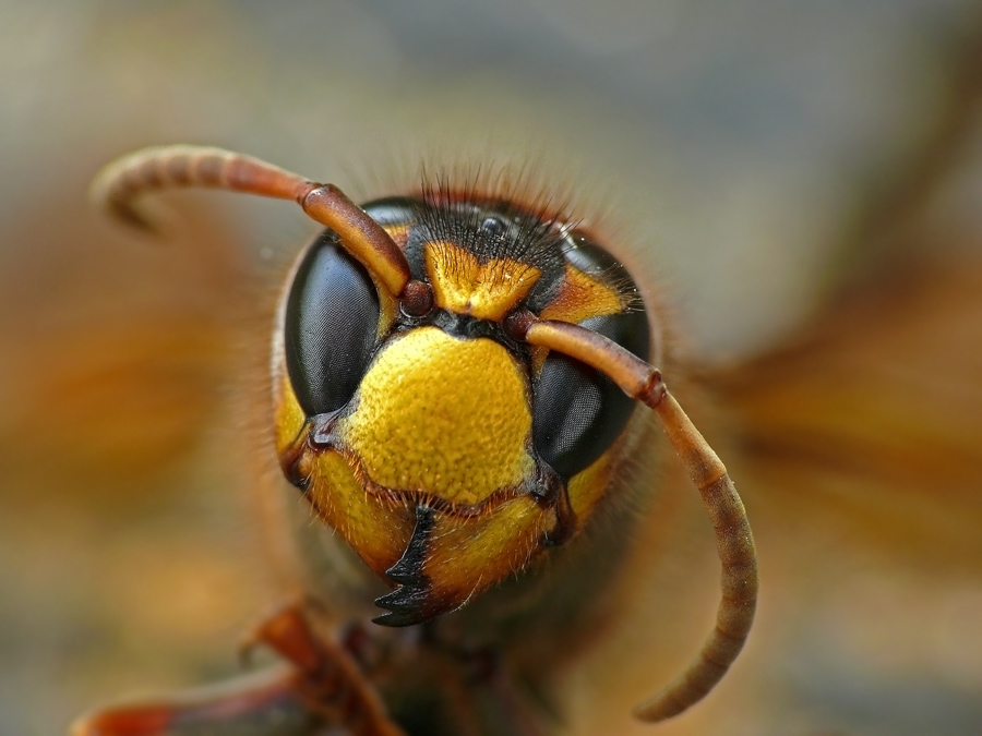 Шершень Vespa crabro