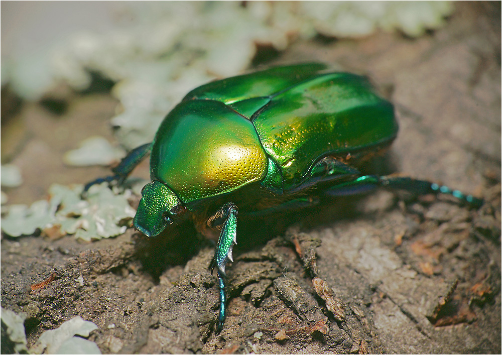 Protaetia affinis - Бронзовка золотистая