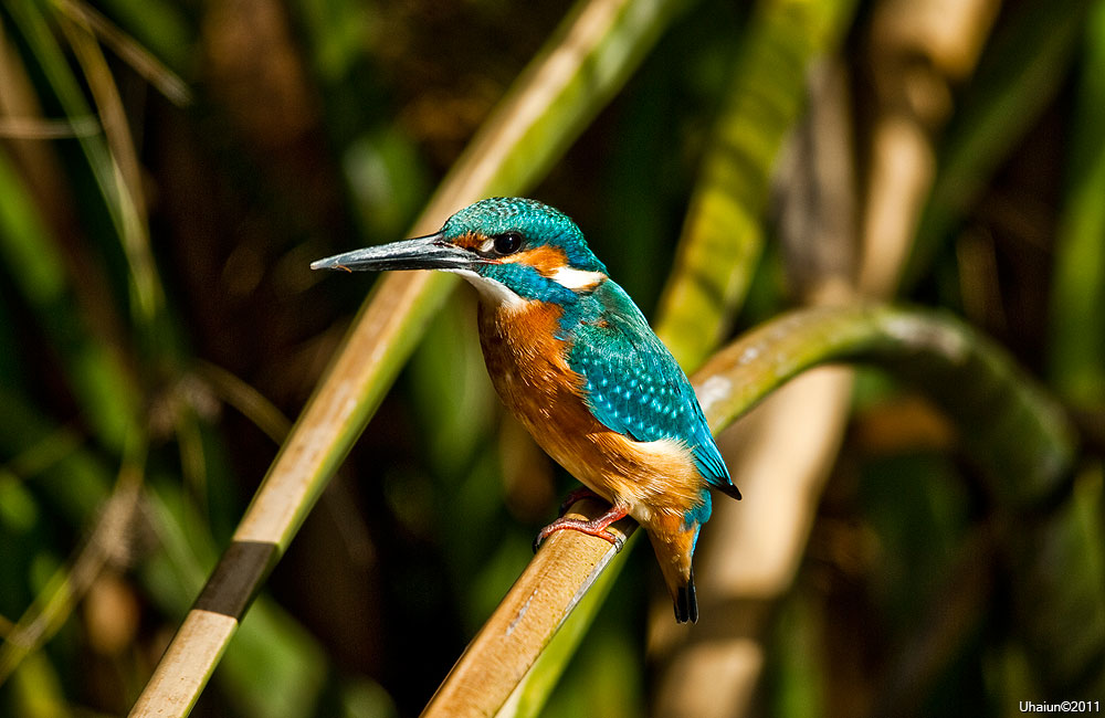 Common Kingfisher