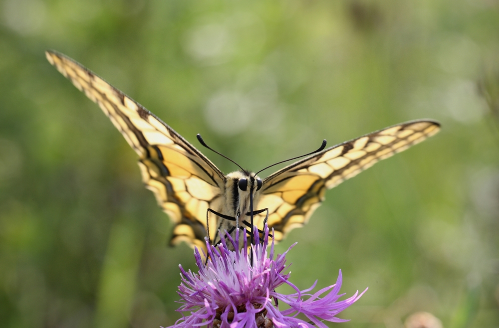 Papilio machaon