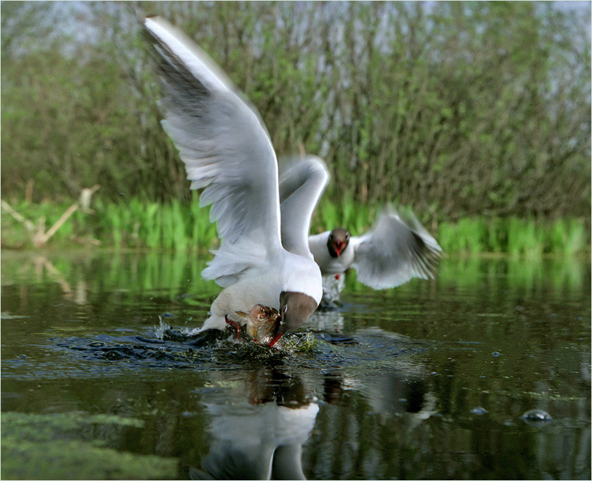 Большая рыбка