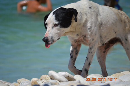 жарко и голодно