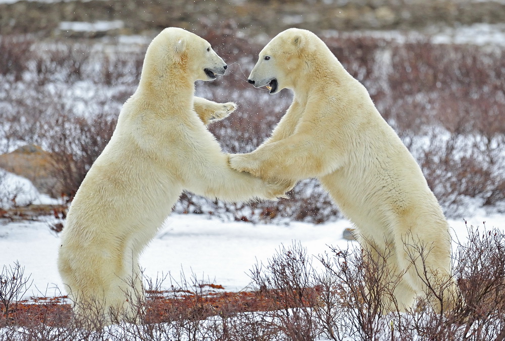 Games of the polar bear