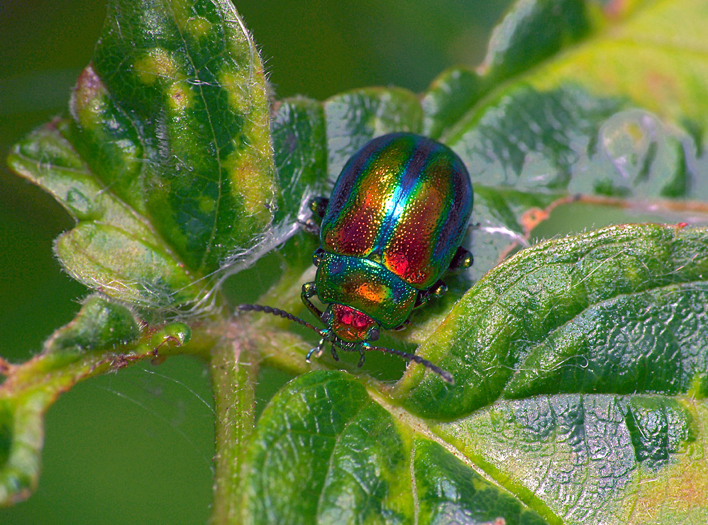 Chrysolina fastuosa - Листоед ясноточный