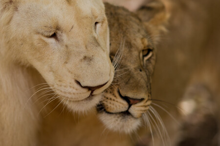 Кошачьи нежности