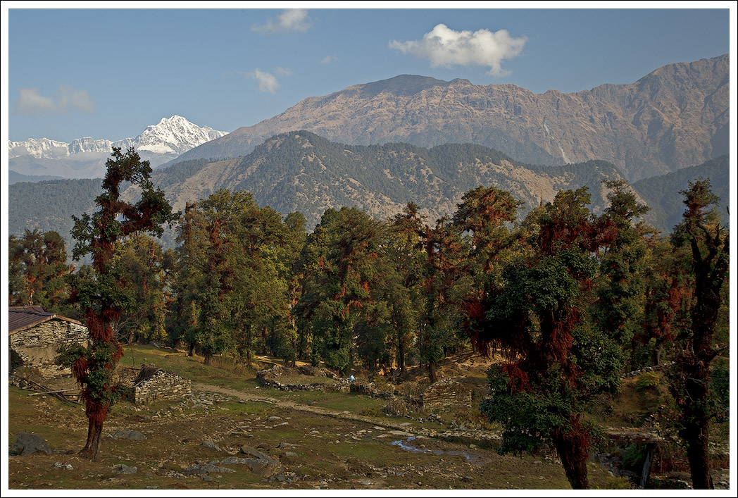 Гималаи: сказочный лес Чопты / Himalayas: Chopta's FaeryWood