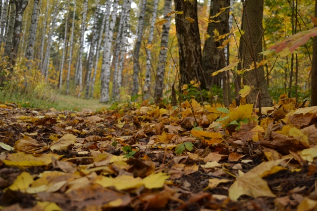 Осень