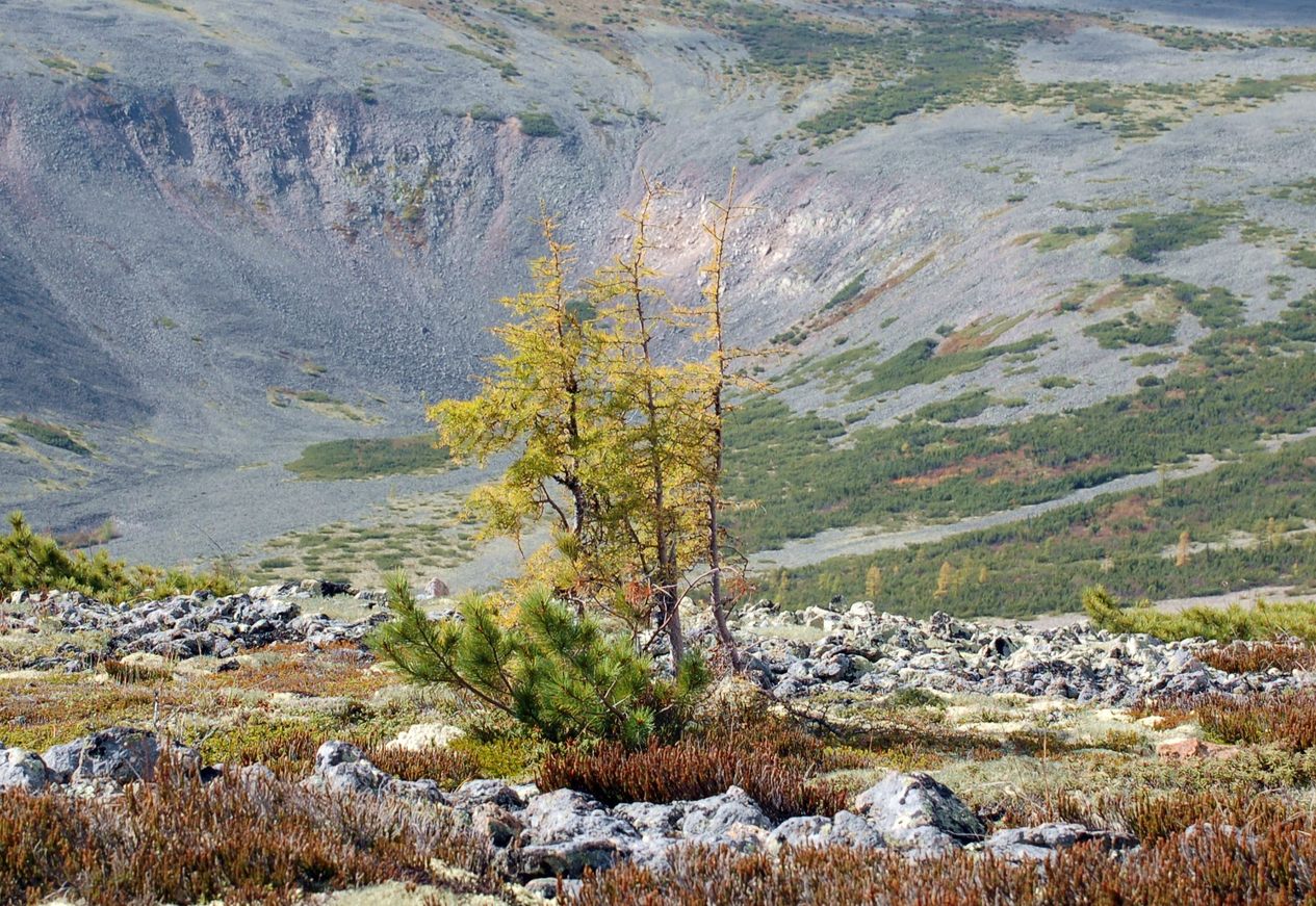 три сестры