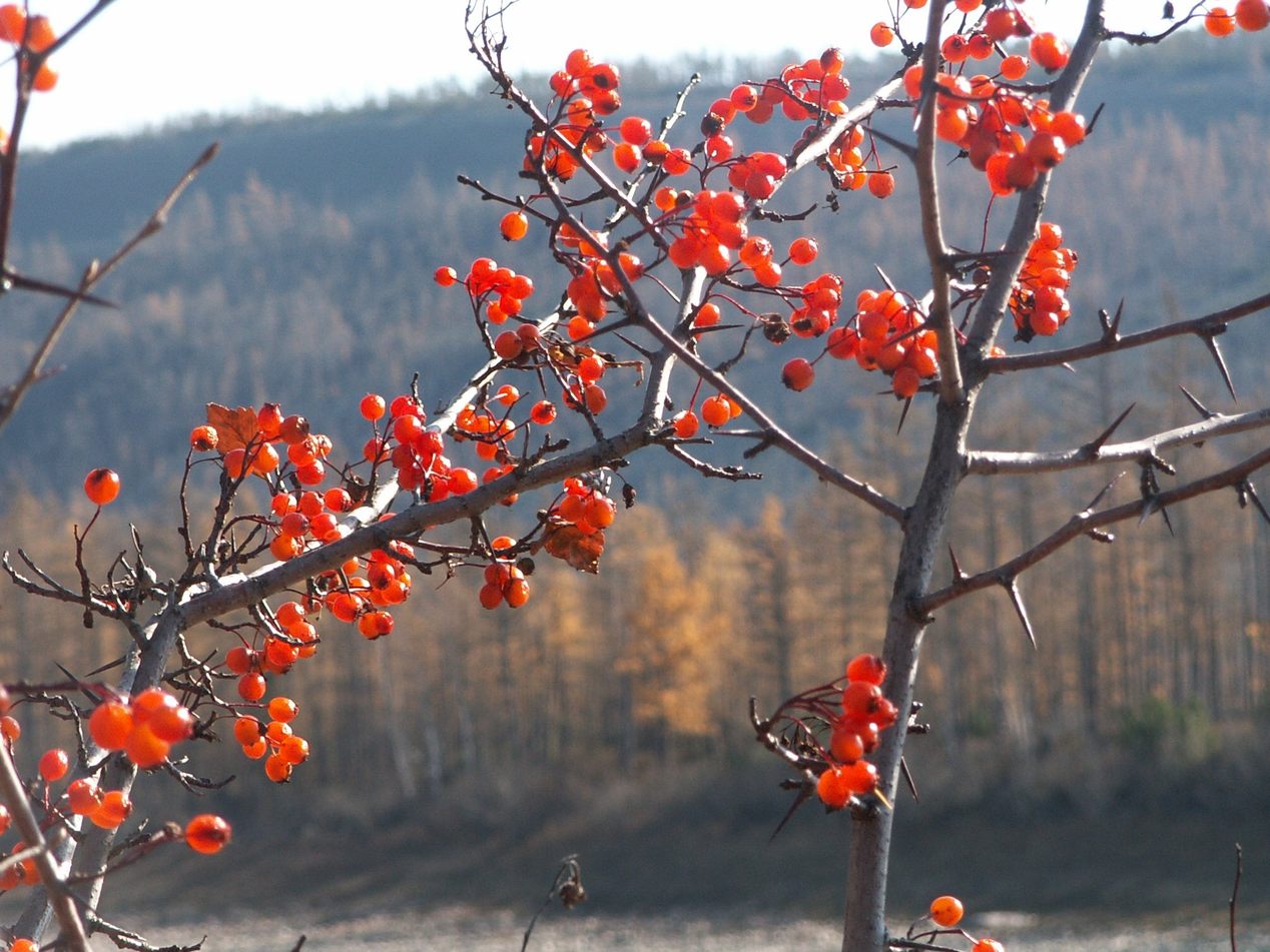 осень боярышник