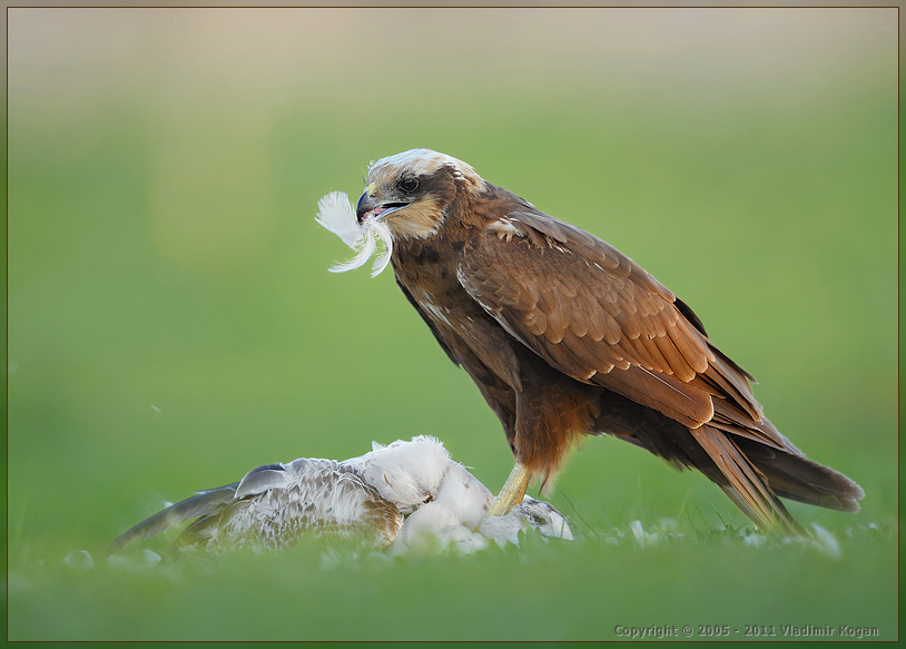 Marsh harrier: portrait