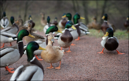 Ух ты, блондинка!