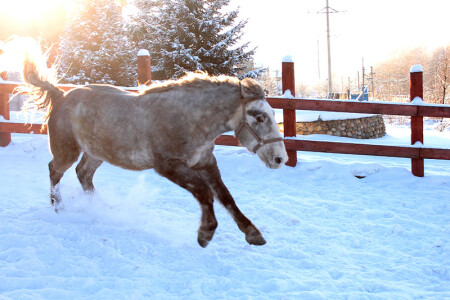 &amp;quot;Грузовой&amp;quot; конь в полете