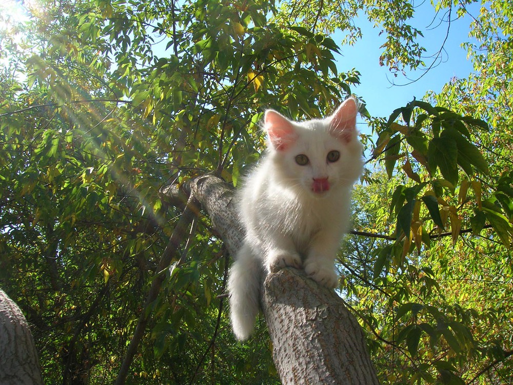 Лучик света.