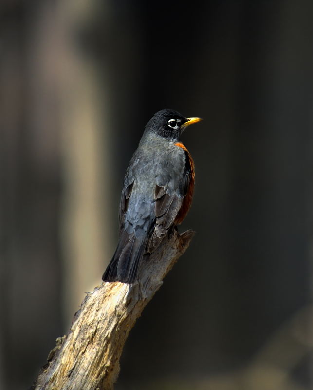 American Robin