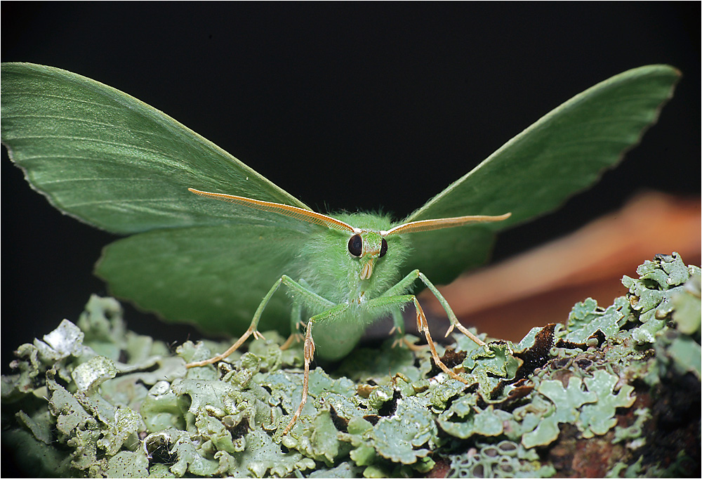 Geometra papilionaria - Пяденица зеленая большая