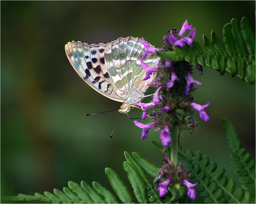 Argynnis paphia - Перламутровка большая лесная.