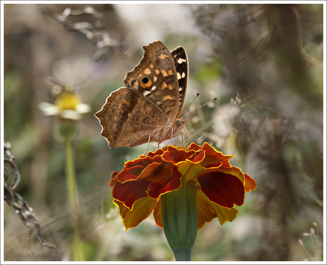 Мир мотыльков / The Butterflies World