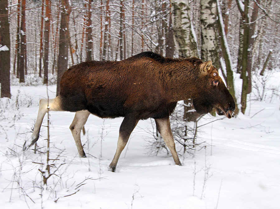 Лосик