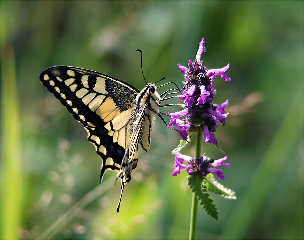 Papilio machaon - Махаон