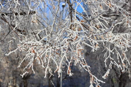 Первый снег