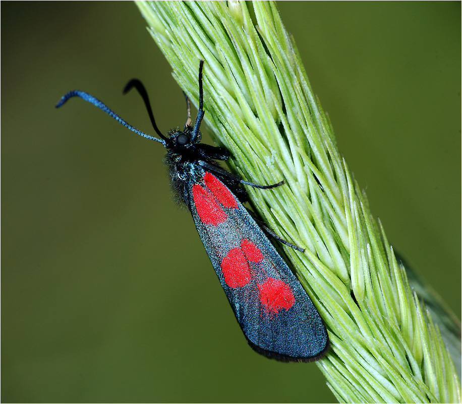 Zygaena viciae - Пестрянка горошковая