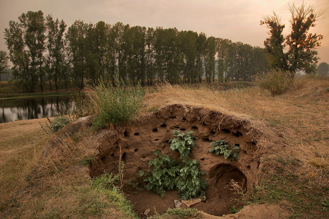 Пернатая колония