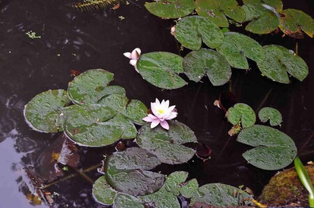 Пруд в парке