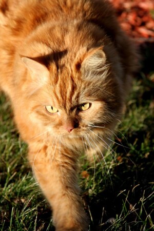 На пути домой...