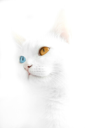 snow white