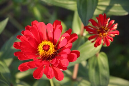 Серия цветы 1