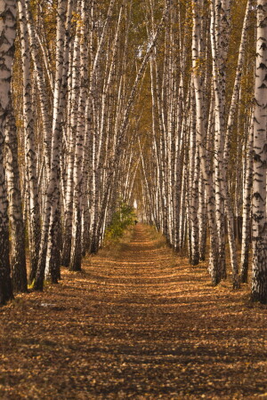 Осень-осень