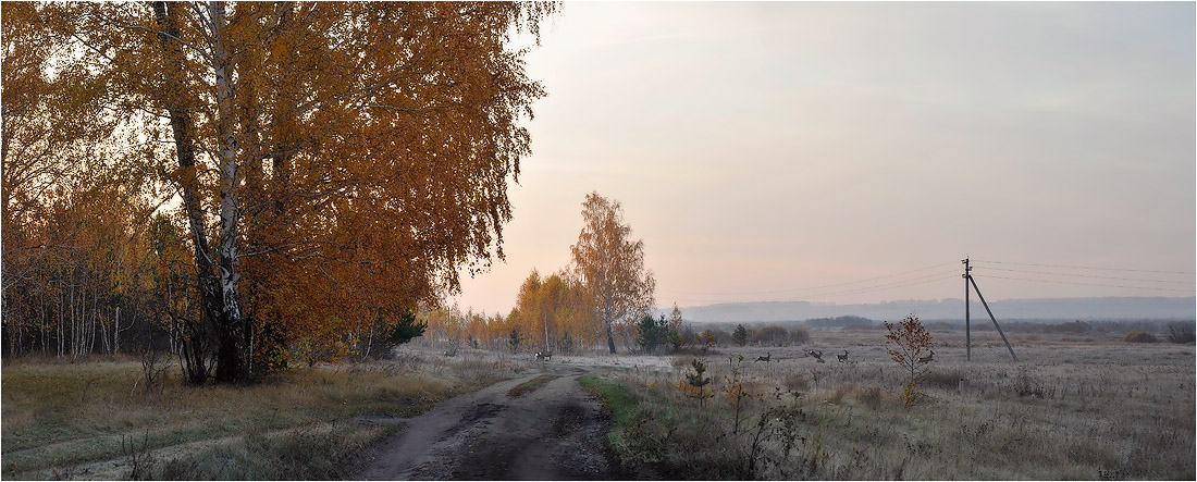 Косули рано утром