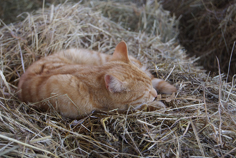 конюшенный кот