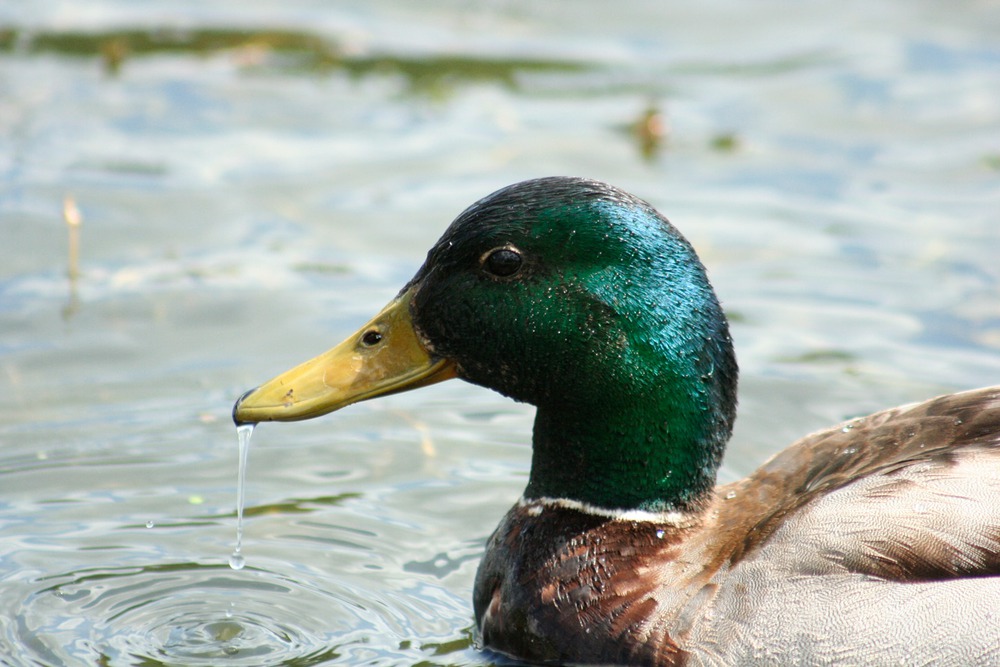 greenhead