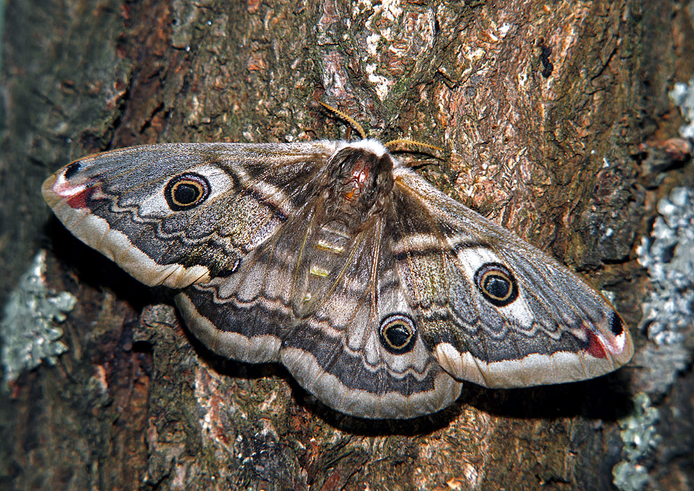 Saturnia pavonia - Павлиноглазка малая