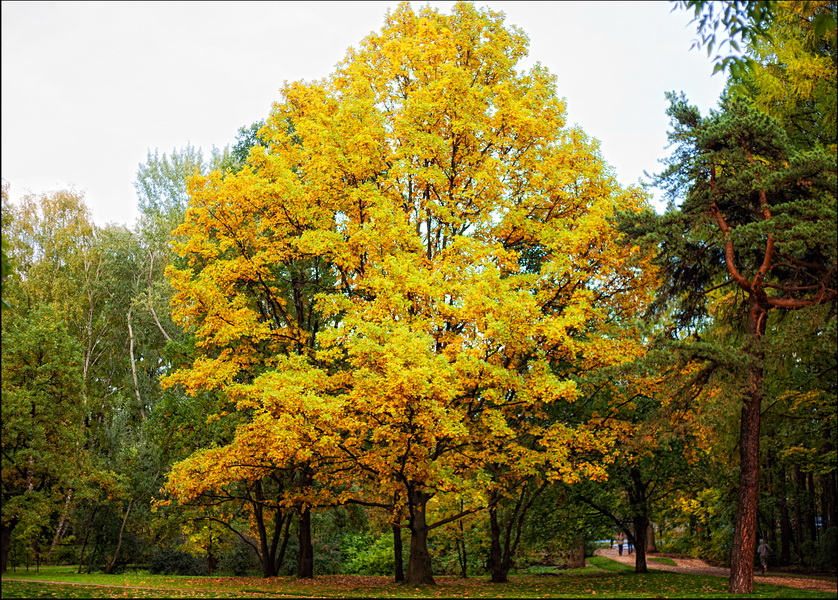 Осеннее