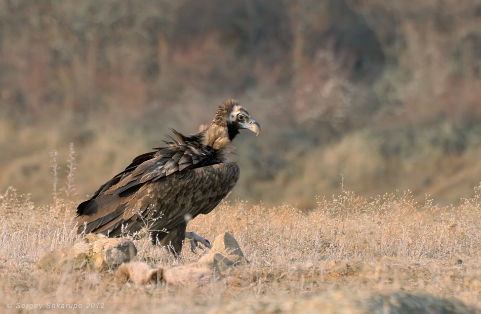 Black Vulture - Походка