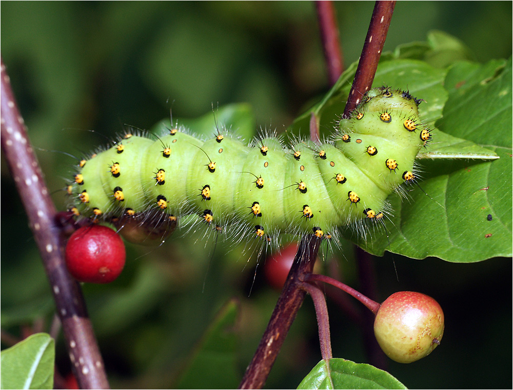 Saturnia pavonia - Павлиноглазка малая