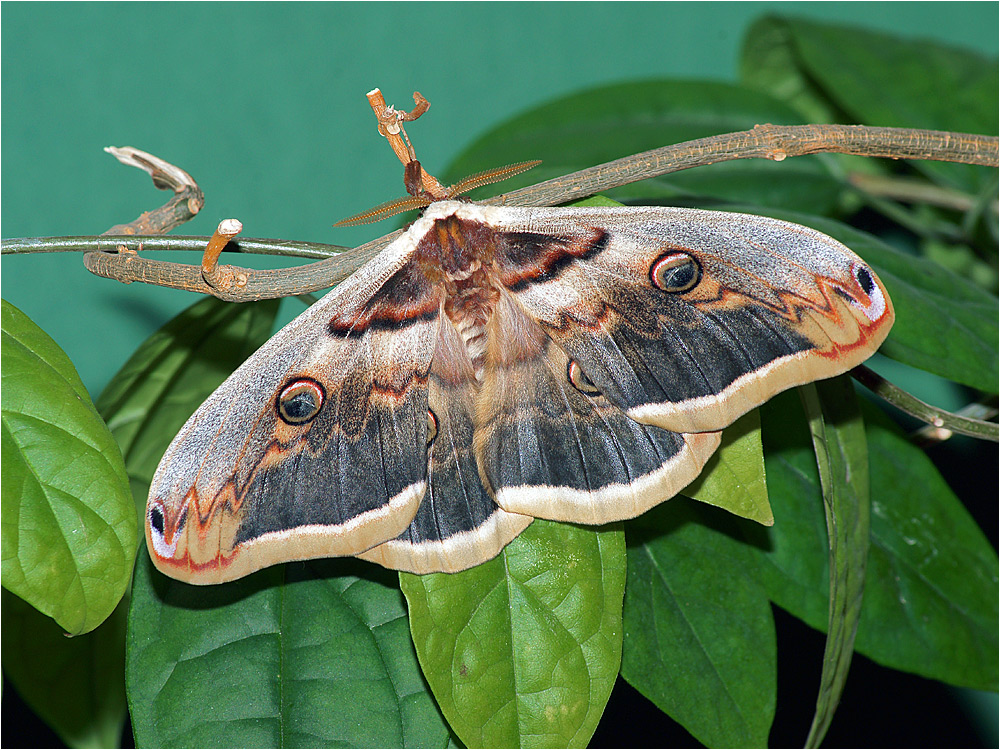 Saturnia pyri - Павлиноглазка грушевая