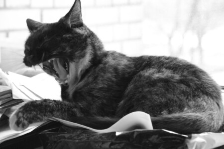 Кинокомпания &amp;quot;Metro Golden Mayer&amp;quot; представляет...