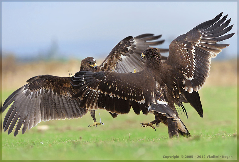 Greater Spotted Eagle fight