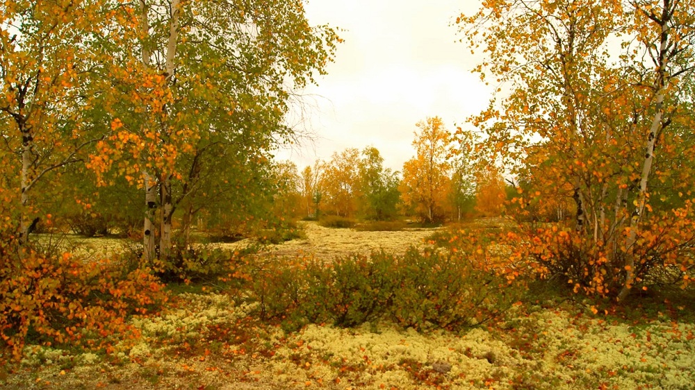 Цвет осени