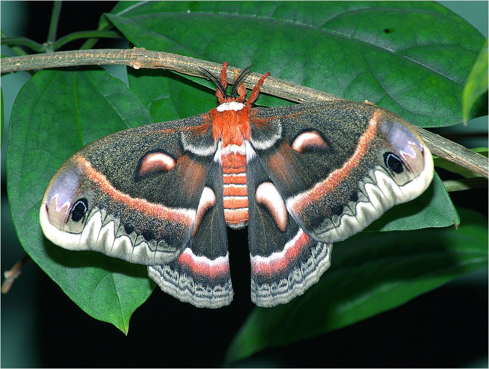 Hyalophora cecropia - Сатурния циркония