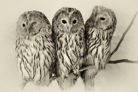 Три девицы..