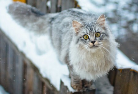 Волшебная...