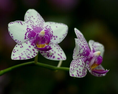 Мягкость линий