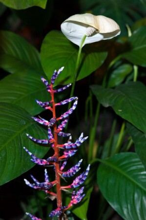 Под защитой белой кобры....