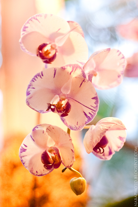 III Orchids Fest