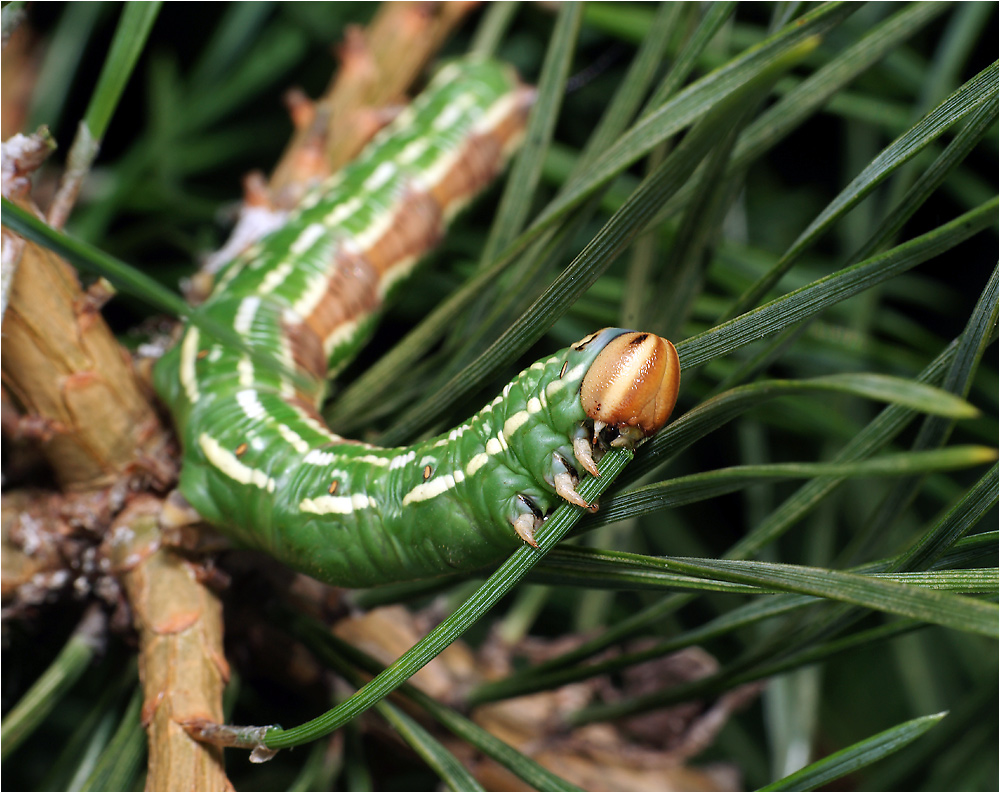 Hyloicus pinastri - Бражник сосновый