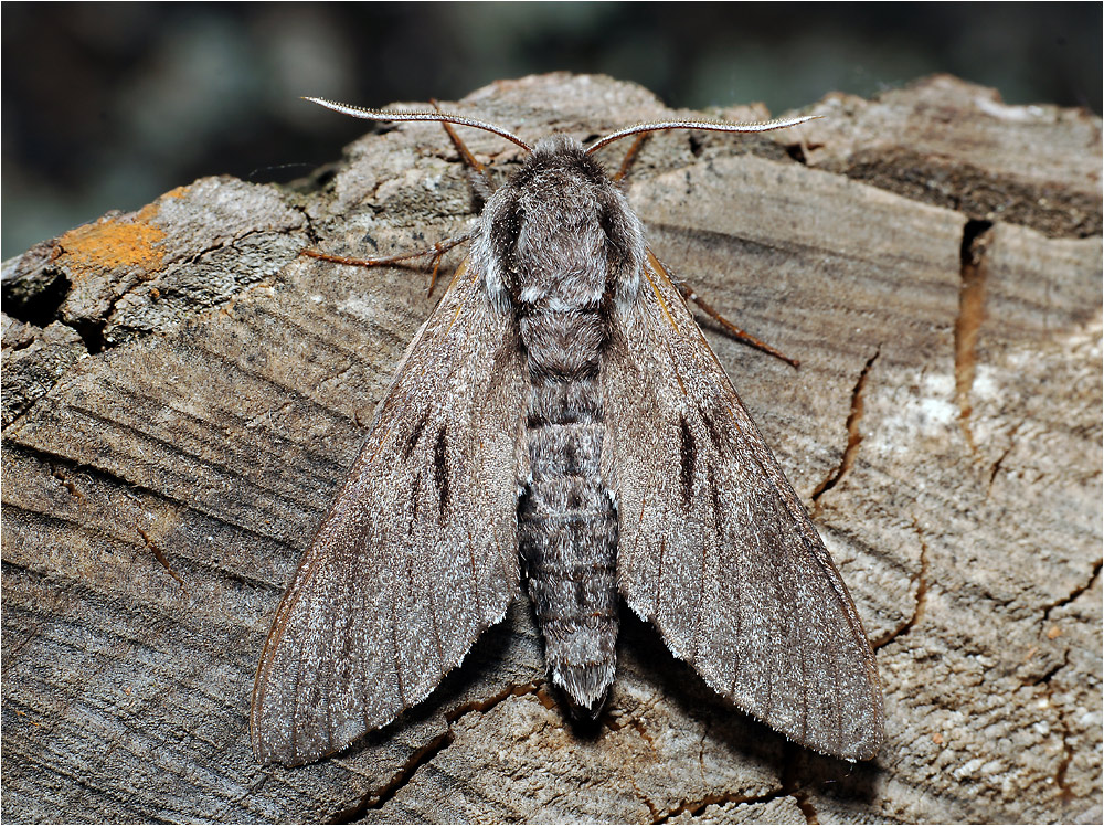 Hyloicus pinastri - Бражник сосновый